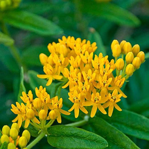 Asclepias Tuberosa, (Butterfly Weed), Butterfly Flower 'Hello Yellow', Butterfly Root 'Hello Yellow', Butterfly Weed 'Hello Yellow', Chieger Flower 'Hello Yellow', Flux Root 'Hello Yellow', Indian Paintbrush 'Hello Yellow', summer perennial, Yellow Flowers